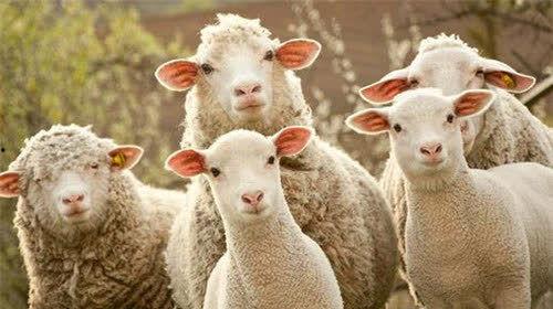 娱乐吃瓜酱羊,揭秘娱乐圈那些不为人知的幕后故事  第2张