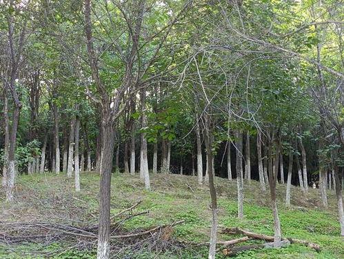 南岗村旧改爆料通知最新,揭秘项目进展与居民期待